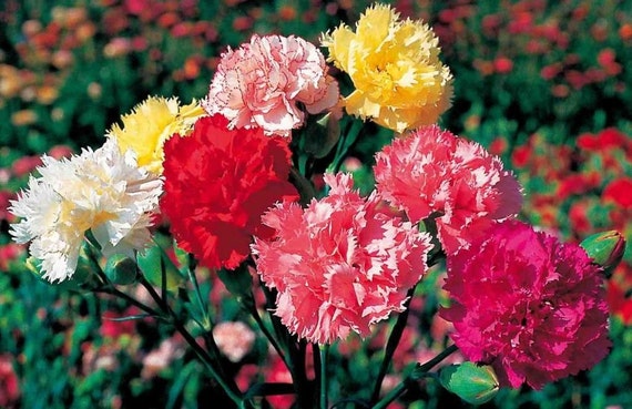50 Seeds YELLOW CANDY Easy to Grow Carnation Seeds Great Cut Flowers