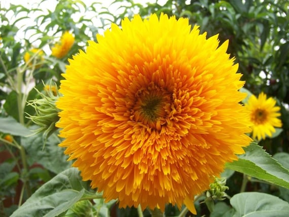 teddy sunflower