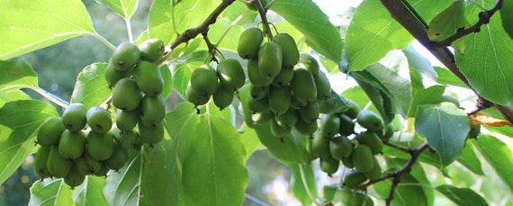 Chico Actinidia Arguta Sweet Fruit Kiwi Seeds Rare 25 Seeds Gmo Free