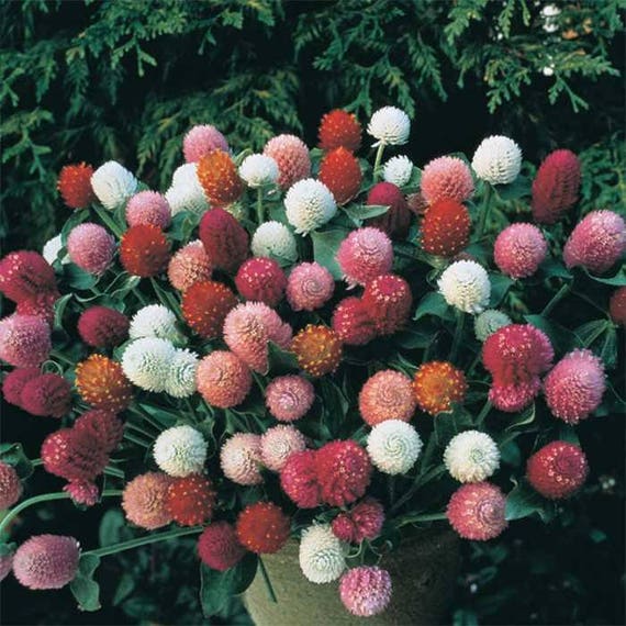 Globe Amaranth С†РІРµС‚РѕРє