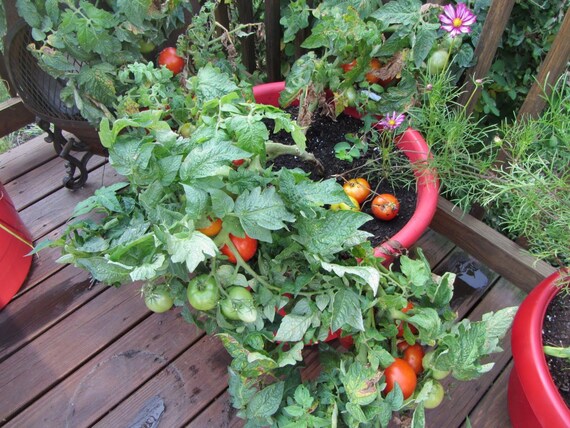 Tomato Seeds Patio Hybrid Novelty Plant Gmo Free Tomato Seeds Patio Hybrid Novelty