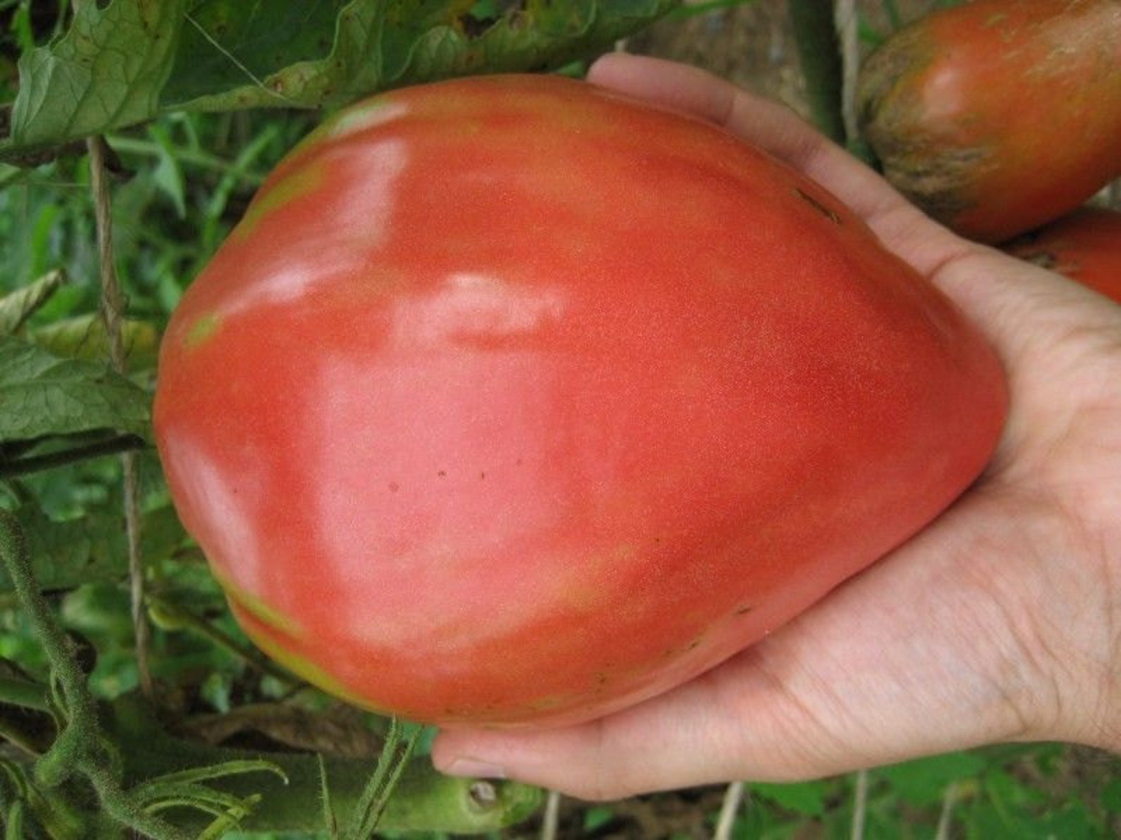 Томат Upstate Oxheart Tomato
