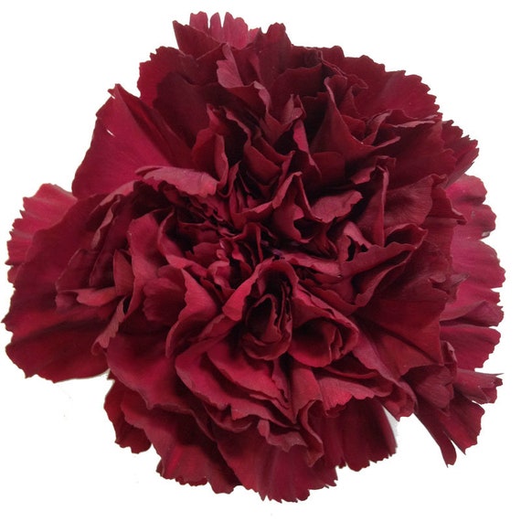 Carnation Dwarf
