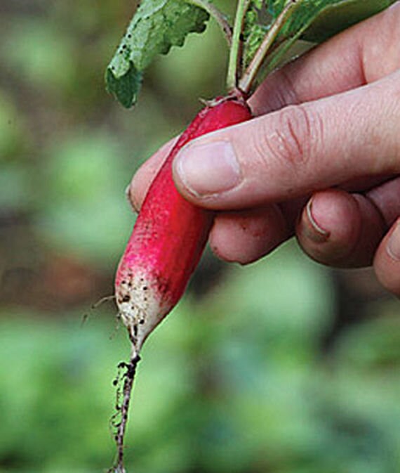 Radish Seeds D Avignon Fast Growing Salad Radish 100 Etsy