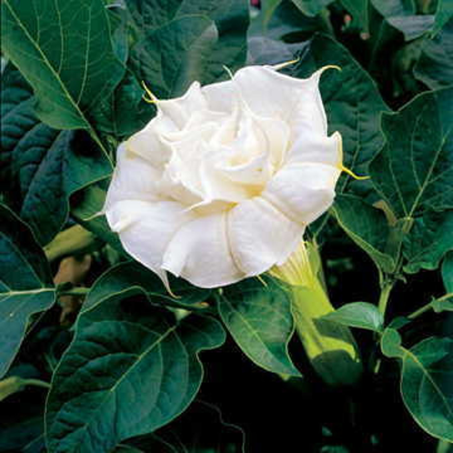 датура пурпурная. датура балерина еллоу. датура балерина парпл. дурман растение. датура дурман махровый.