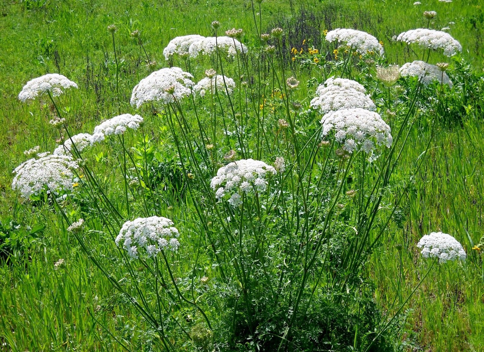 Зонтик моркови. Дикая морковь зонтичные. Морковь Daucus carota. Морковь Дикая - Daucus carota l.. Daucus carota цветок.