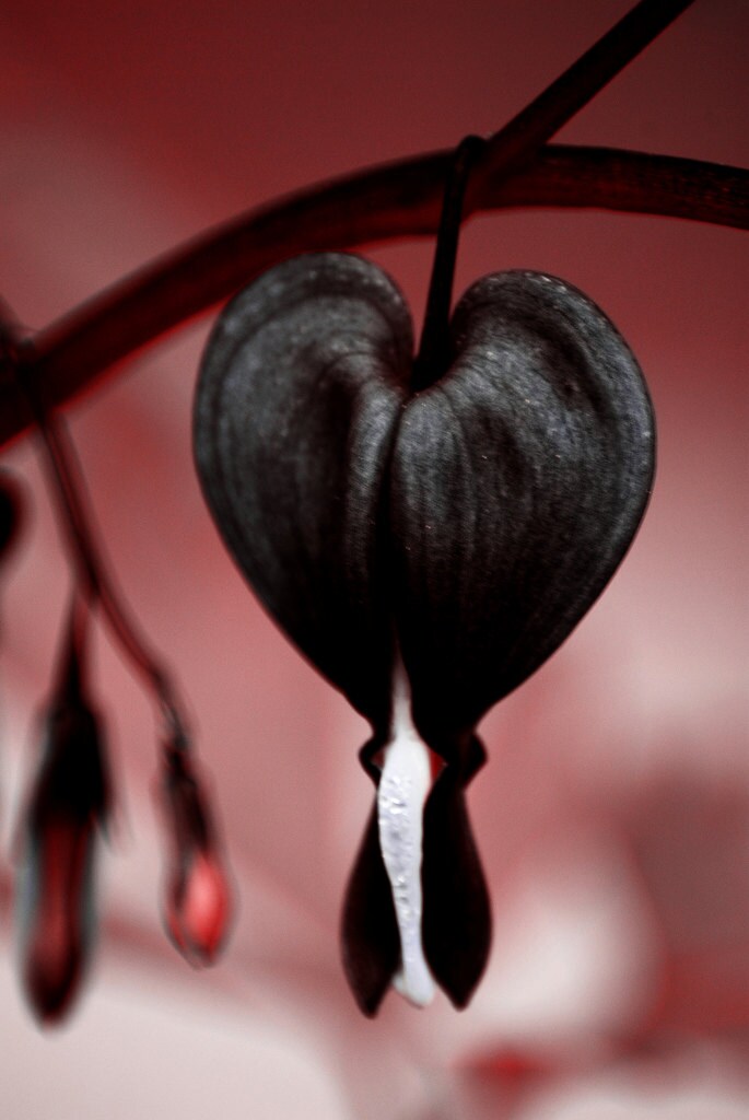 bleeding heart seeds jettus