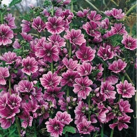 giardino Bella brillante fiori di rosa Rosa malva BIO fiore 100 semi