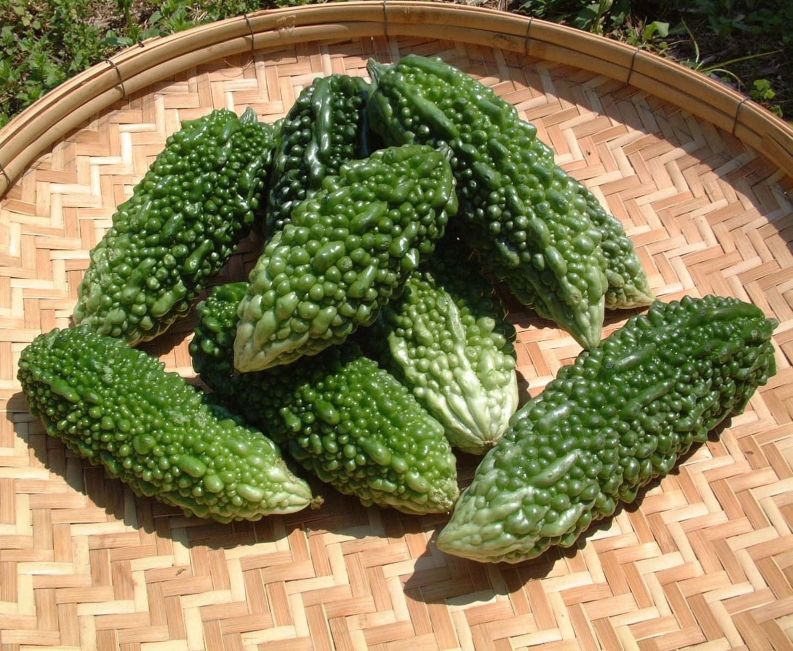 Bitter melon. Карела момордика. Овощ Bitter Gourd. Bitter Gourd Bitter Melon. Карела горькая дыня.