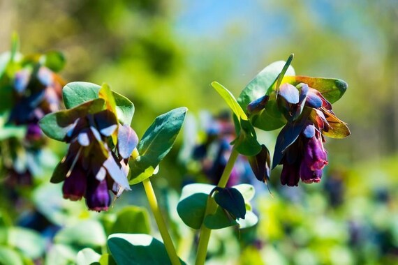10 Seeds KIWI BLUE Honeywort Seeds Annual Flower Cerinthe