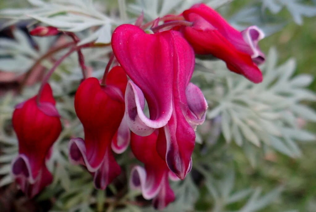 Dicentra Spectabilis Seeds KING of HEARTS Shade Perennial Etsy