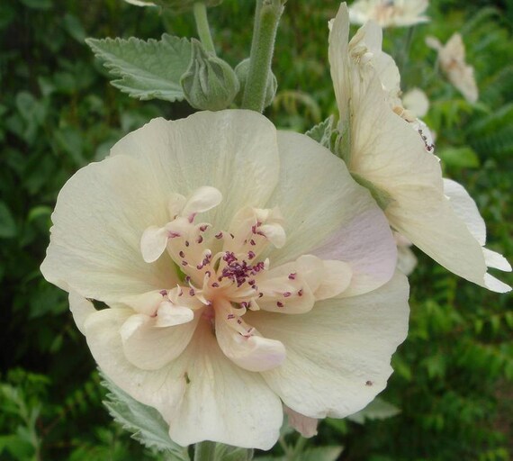 Malva Seeds Parkallee Hybrid Mallow Butterfly Garden Favourite 50 Seeds - 
