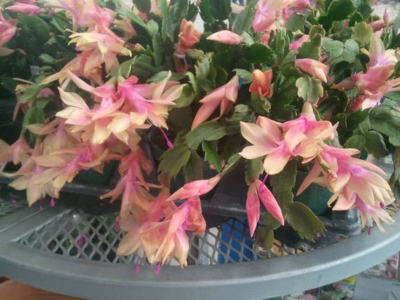3 x CHRISTMAS CACTUS CACTI SEGMENTS FLOWERS /'CHAMPAGNE/' RARE BIG FLOWERS!