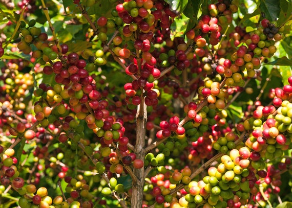 Coffee Bean Plant Seeds HAWAIIA KONA Great House Plant Etsy