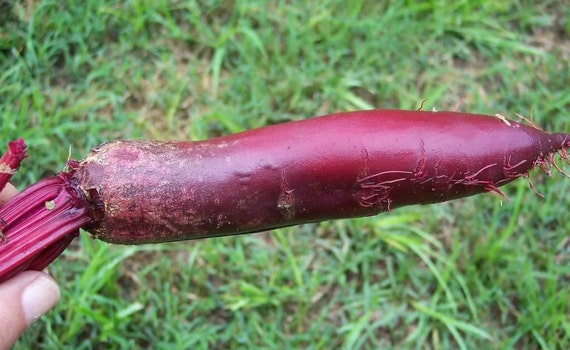 NON GMO HEIRLOOM ORGANIC 50+ SEEDS, BEETS CYLINDRA