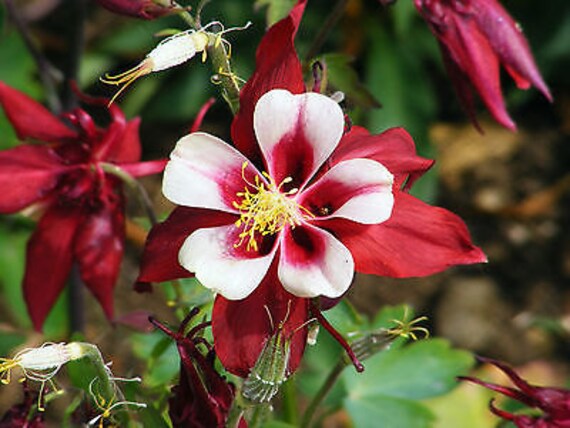 Columbine Seeds Origami Crimson Red And White Butterfly Garden 10 Seeds