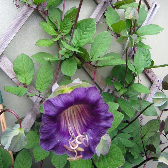 COBAEA CATHEDRAL BELLS Cup /& Saucer Vine Fast Growing Climbing Vine-10 Seeds