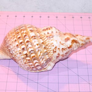May include: A large, textured seashell with a spiral shape. The shell features a pattern of brown and cream colors. The shell is resting on a pink grid surface, suggesting a craft or decorative item.