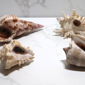 May include: Four seashells of varying shapes and sizes are displayed on a white surface. The shells exhibit a range of colors, including beige, brown, and white. The shells are natural and organic, showcasing intricate textures and patterns.