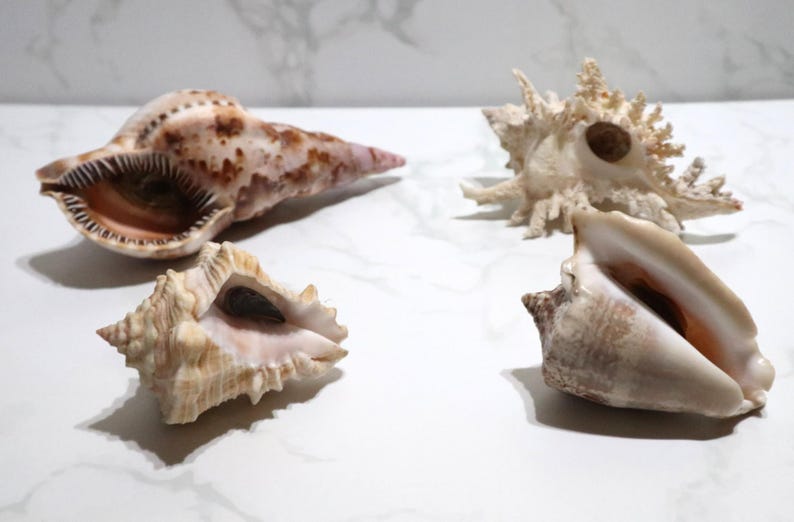 Puerto Rico Specimen Shells Triton Trumpet, Hawkwing Conch, Caribbean ...