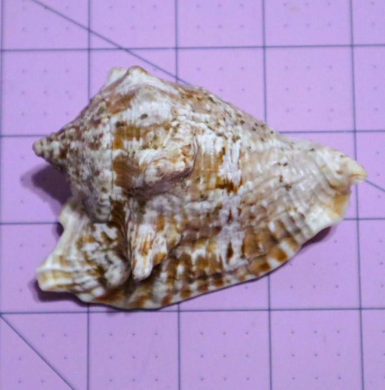 Puerto Rico Specimen Shells Triton Trumpet, Hawkwing Conch, Caribbean ...