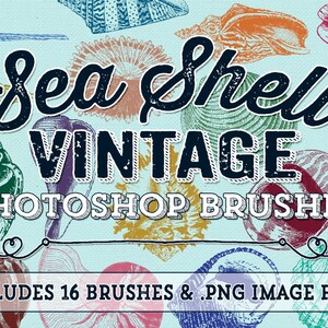 Sea Shell Photoshop Brushes Vintage Beach Sea Shells Digital Stamps Beach Shell Clipart Elements image 1
