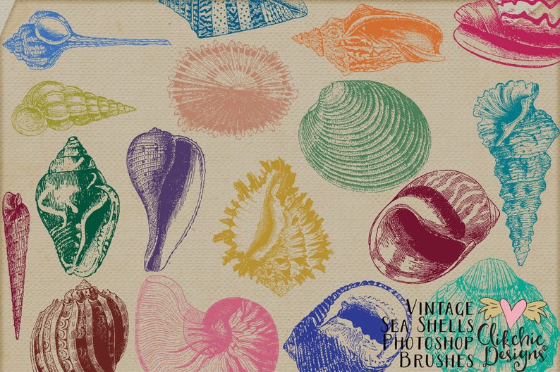 Sea Shell Photoshop Brushes Vintage Beach Sea Shells Digital Stamps Beach Shell Clipart Elements image 5