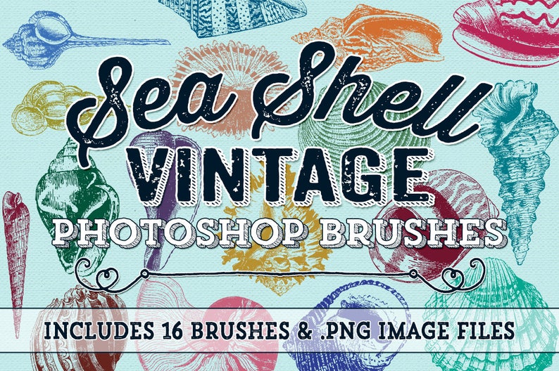 Sea Shell Photoshop Brushes Vintage Beach Sea Shells Digital Stamps Beach Shell Clipart Elements image 1