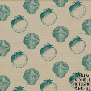 Sea Shell Photoshop Brushes Vintage Beach Sea Shells Digital Stamps Beach Shell Clipart Elements image 3