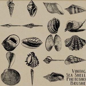 Sea Shell Photoshop Brushes Vintage Beach Sea Shells Digital Stamps Beach Shell Clipart Elements image 2