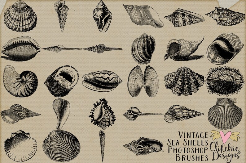 Sea Shell Photoshop Brushes Vintage Beach Sea Shells Digital Stamps Beach Shell Clipart Elements image 2