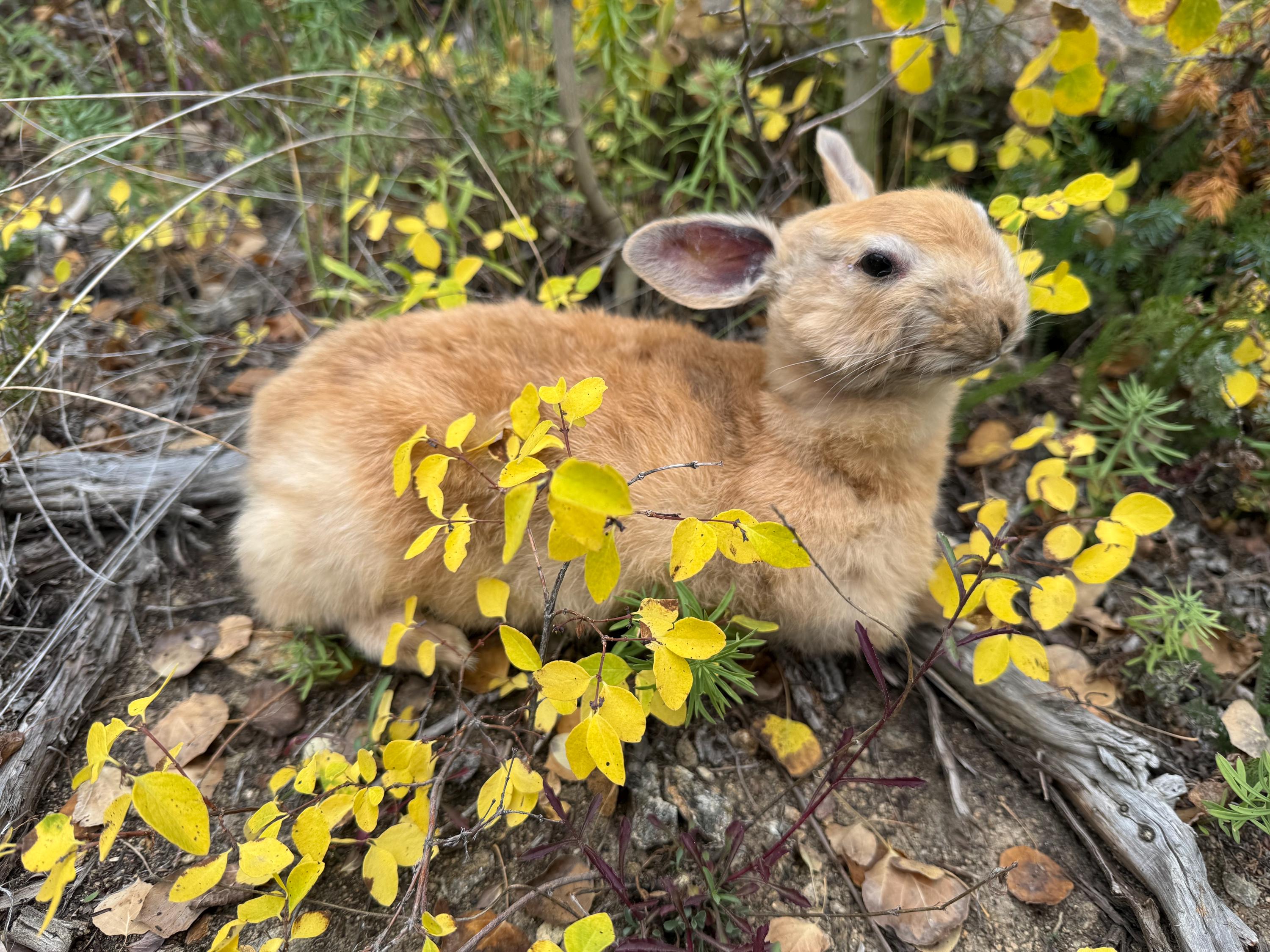 Eruo Mount Rabbit Taxidermy Rabbit Full Mount - Etsy