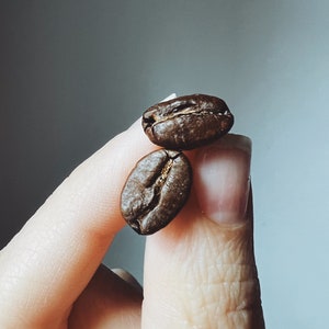 Natural Coffee Bean Earrings: Hypoallergenic Surgical Steel Posts