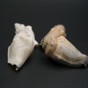 Könnte beinhalten: Drei Muscheln auf schwarzem Hintergrund. Zwei der Muscheln sind weiß und eine ist braun mit schwarzen Streifen.