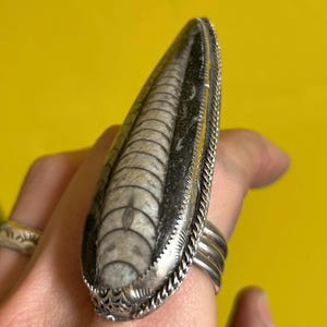Könnte beinhalten: Ein langer, tropfenförmiger Ring mit einem polierten Orthoceras-Fossil, das deutliche beige und schwarze segmentierte Muster aufweist. Das Fossil ist in eine Silberfassung mit gedrehter Kordelbordüre und dreifacher Ringschiene eingefasst.