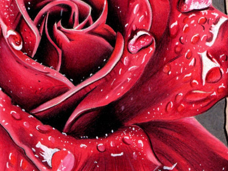 Red Rose Limited Edition Print