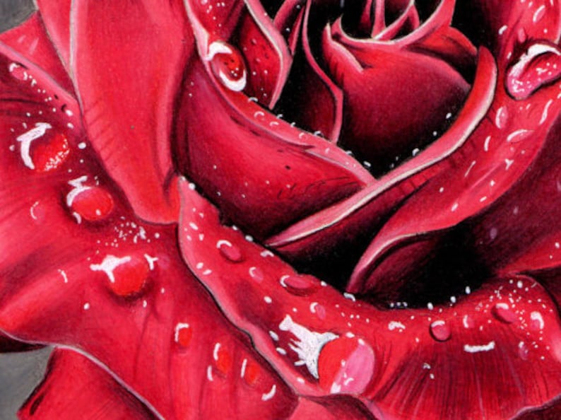 Red Rose Limited Edition Print