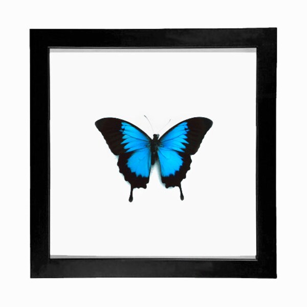 Real Mountain Blue Swallowtail Display