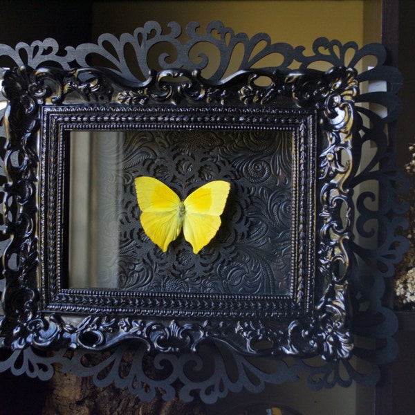 Tailed Sulphur Butterfly - Museum Glass Shadow Frame Display - Insect Bug Oddity Curiosity Art