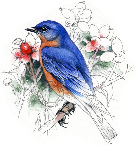 samoa kinderen bluebird