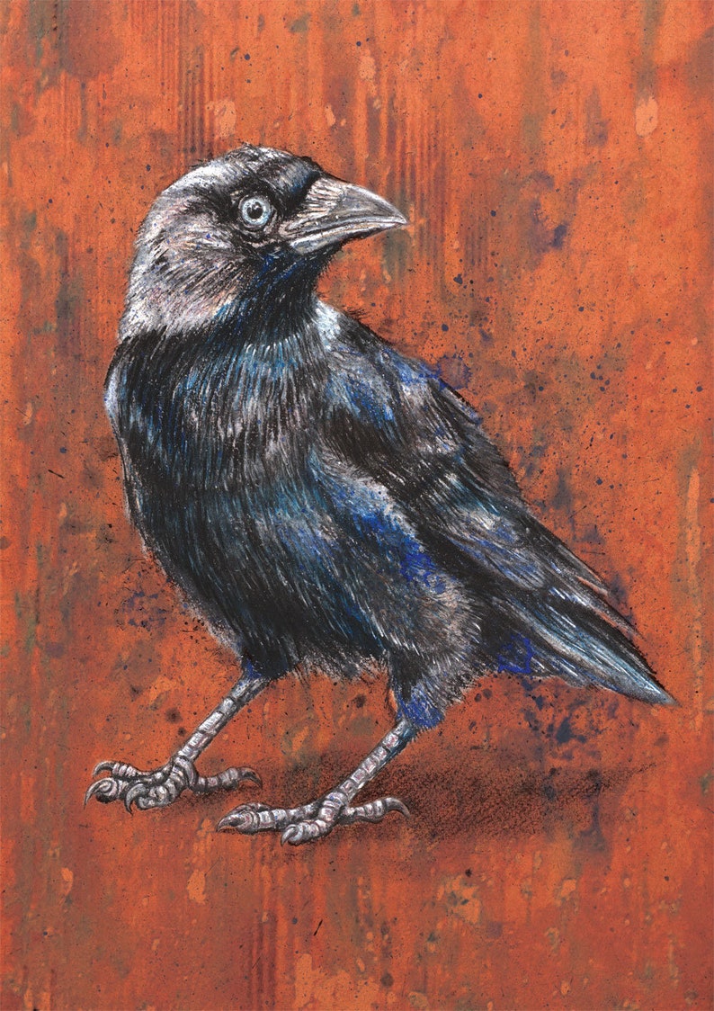 Jackdaw unframed A4 21x29cm contemporary style bird drawing corvid lover colourful modern wall art crow raven image 1