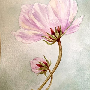 May include: Watercolour painting of a pale pink flower with detailed petals, a smaller bud, and brown stems. The flower is set against a soft, pale green background, highlighting the botanical subject's intricate details.