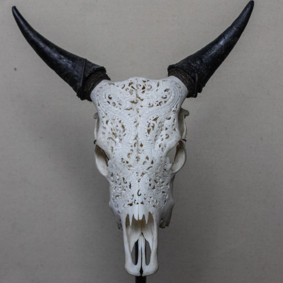 Hand Carved Steer/ Cow Skull with Horns/ Bull/ Longhorns/ Antique Buffalo