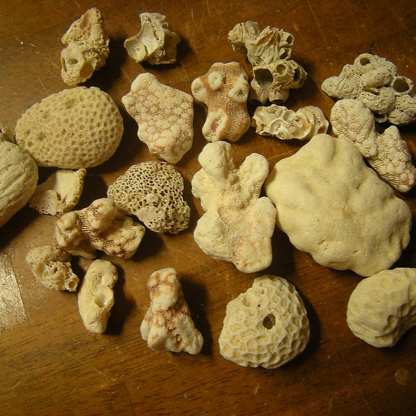 pieces of coral-brain coral-barnacles-dry aquarium-terrarium-art-crafts-display-supplies-curiosities-