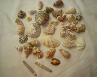 2 lbs of shells-coral-art-crafts-aquarium-beach wedding-supplie-display-child show and tell-collection-pacific shells-