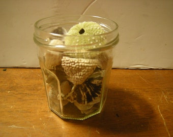 treasures of the sea-bonne maman jar-shells-urchin-supplies-art-crafts-aquarium-terrarium-