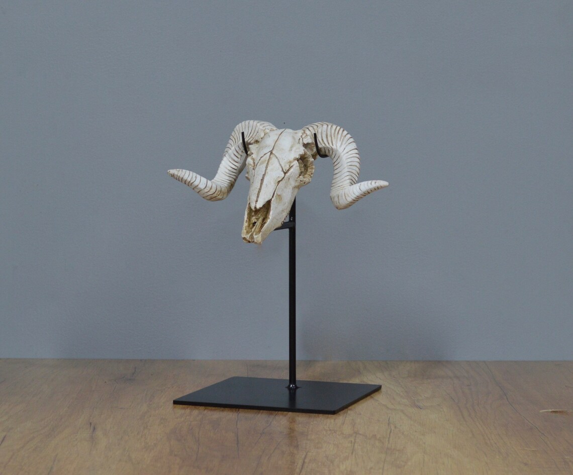 15 Metal Display stand for skull 8x8 Base Etsy Polska