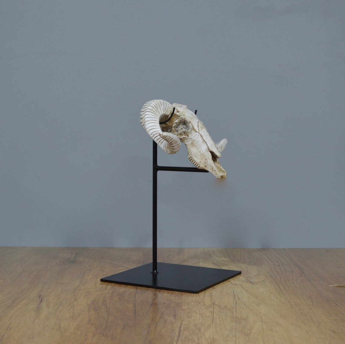 15 Metal Display stand for skull 8x8 Base Etsy Polska