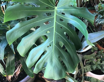 Monstera Deliciosa Cutting: Swiss Cheese Plant Starter - Easy Grow