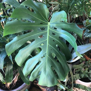 Monstera Deliciosa Cutting: Swiss Cheese Plant Starter - Easy Grow